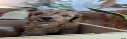 Cockapoo dogs for sale: F1B Cockapoo Puppies, four boys two girls. - Advert 16