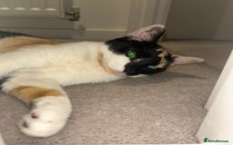 British Shorthair cats for sale: Tigga - Image 1