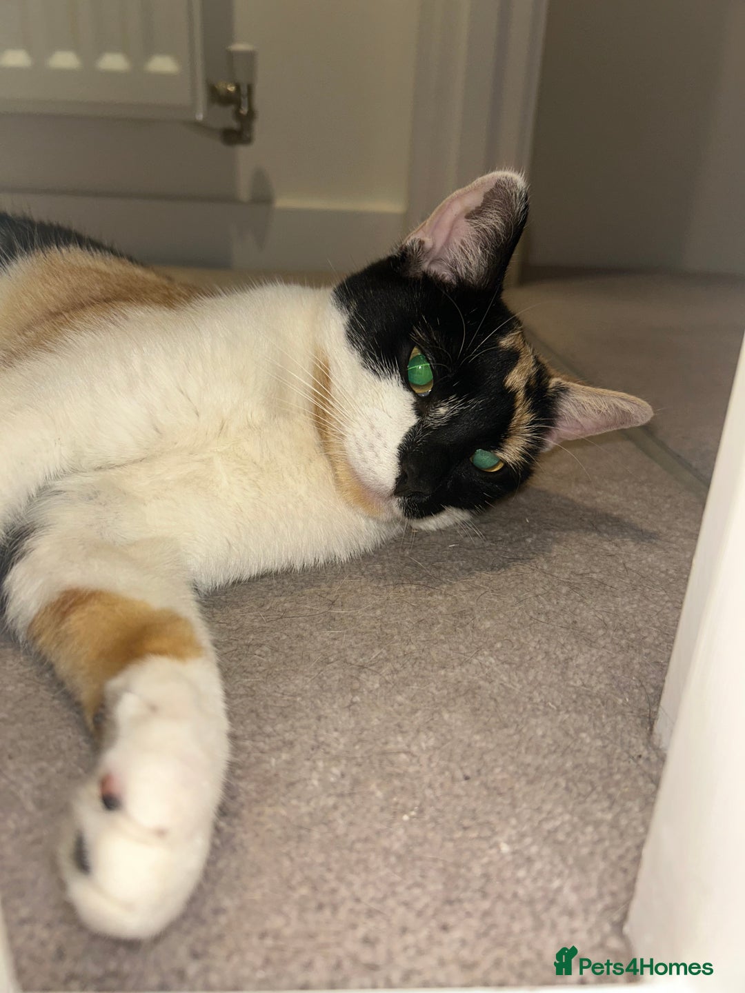 British Shorthair cats for sale: Tigga - Image 1