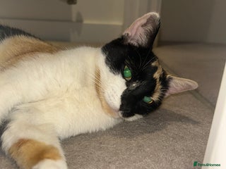 British Shorthair cats - Advert 19