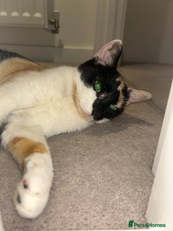 British Shorthair cats - Advert 2