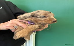 Cockapoo dogs for sale: Stunning Cockapoos looking for their new homes - Advert 6