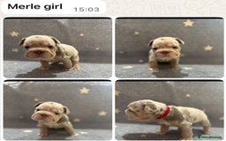 French Bulldog dogs for sale: High Quality French Bulldog Puppies  - Image 7