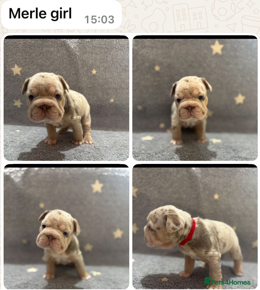 French Bulldog dogs for sale: High Quality French Bulldog Puppies  - Image 7