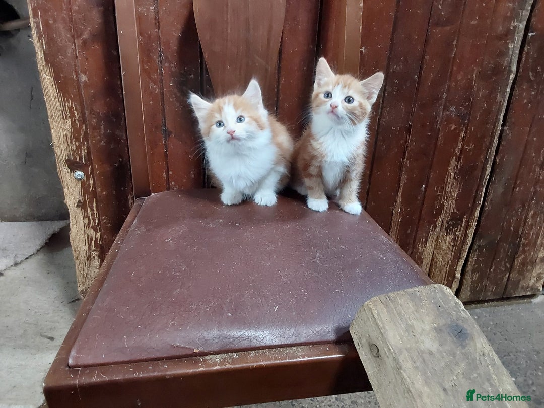 Mixed Breed cats for sale: Beautiful kittens for sale - Image 8