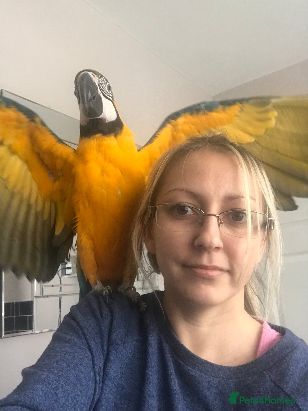 Macaws birds for sale: 6yr old Blue/Gold Wing Macaw  - Image 15
