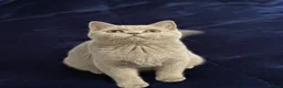 British Shorthair cats for sale: 🐾 ADORABLE KITTENS LOOKING FOR NEW HOMES\!** 🏡💕 in London - Advert 12
