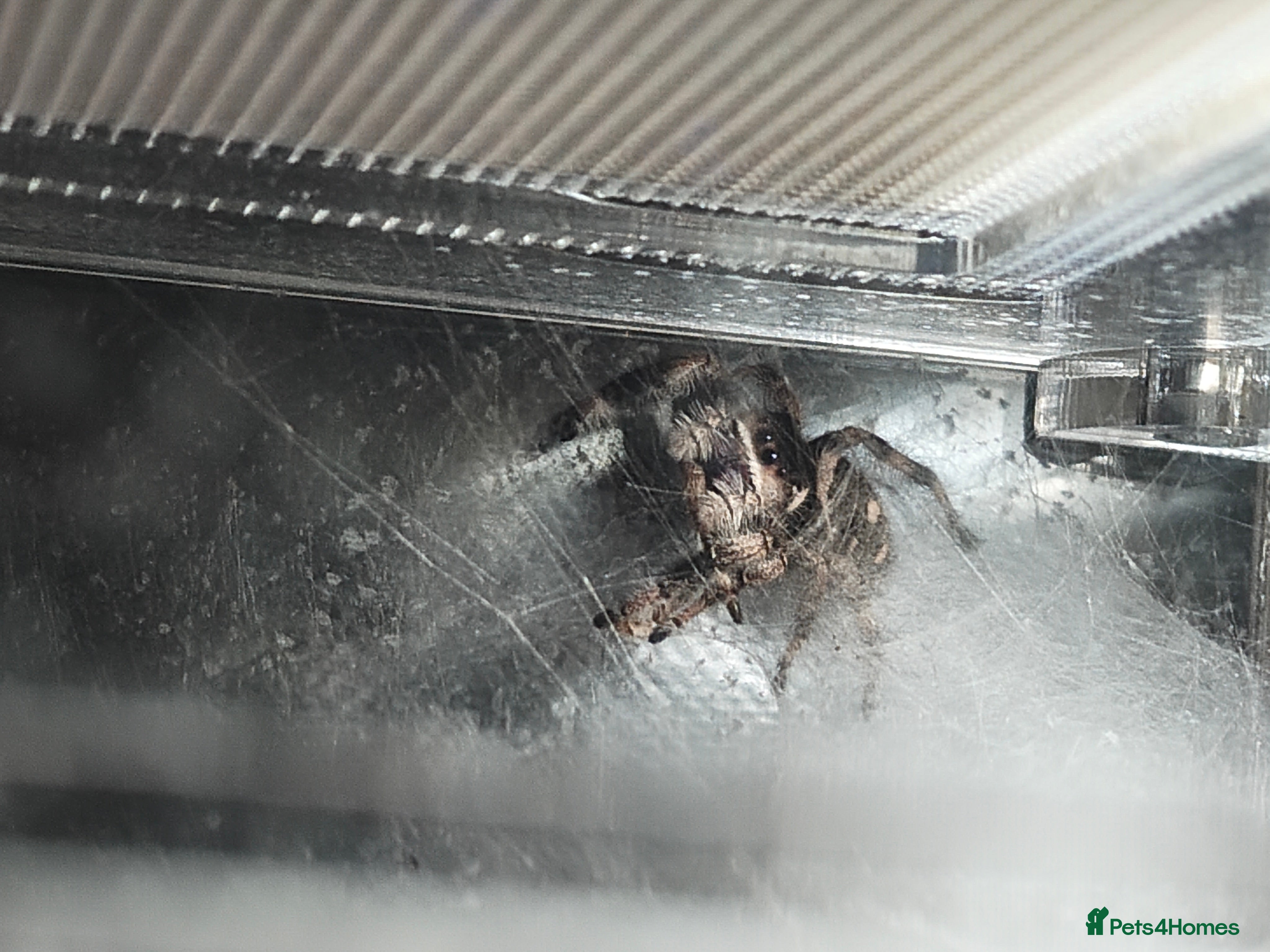 Spiders invertebrates female jumping spider - Advert 1