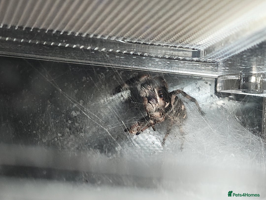 Spiders invertebrates for sale: female jumping spider - Advert 1