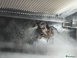 Spiders invertebrates female jumping spider - Advert 1