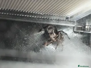 Spiders invertebrates for sale: female jumping spider - Advert 3