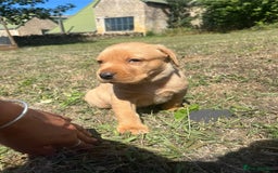 Labrador Retriever dogs for sale: Fox Red Labrador puppies  - Image 3