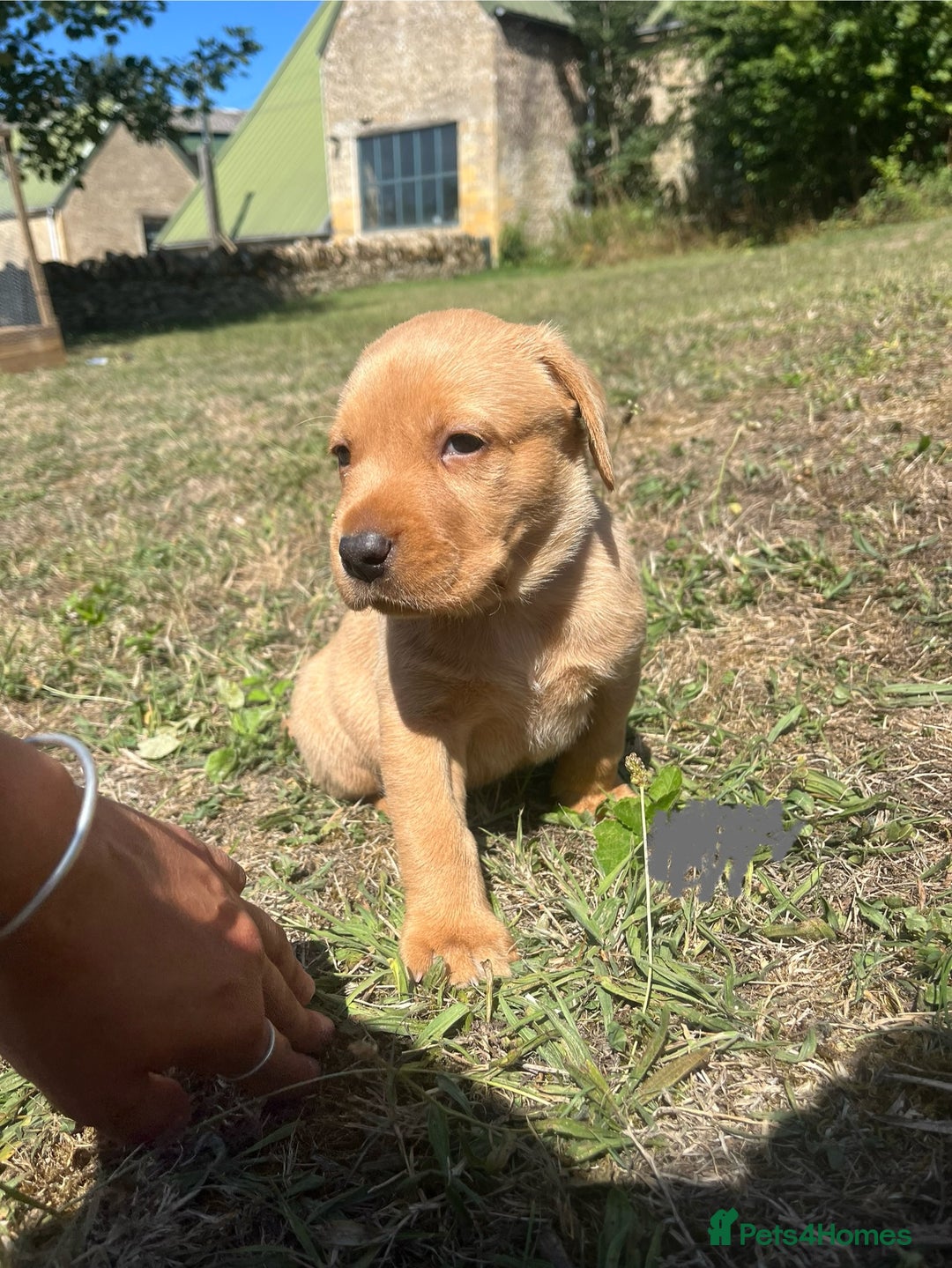 Labrador Retriever dogs for sale: Fox Red Labrador puppies  - Image 3