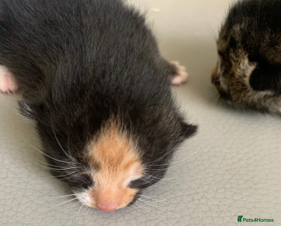 Mixed Breed cats for sale: Mixed litter of beautiful kittens  - Advert 14