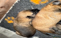 Belgian Shepherd Dog dogs for sale: Top working line puppies  - Image 2