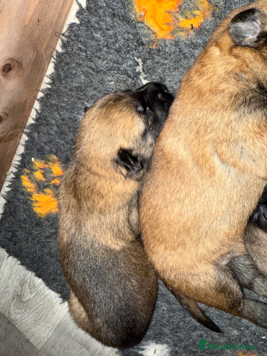 Belgian Shepherd Dog dogs for sale: Top working line puppies  - Image 2