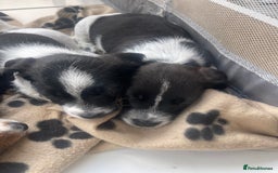 Mixed Breed dogs for sale: 3 male Jackapoo Pups - Image 15