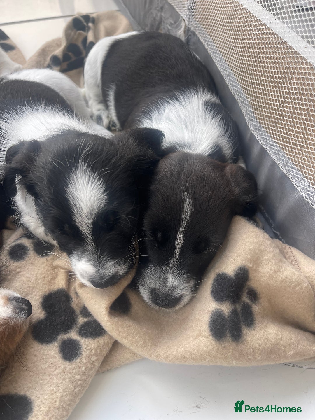 Mixed Breed dogs for sale: 3 male Jackapoo Pups - Image 15