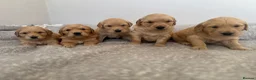 Golden Retriever dogs for sale: 1 Gorgeous Golden Retriever  Health Tested  - Advert 19