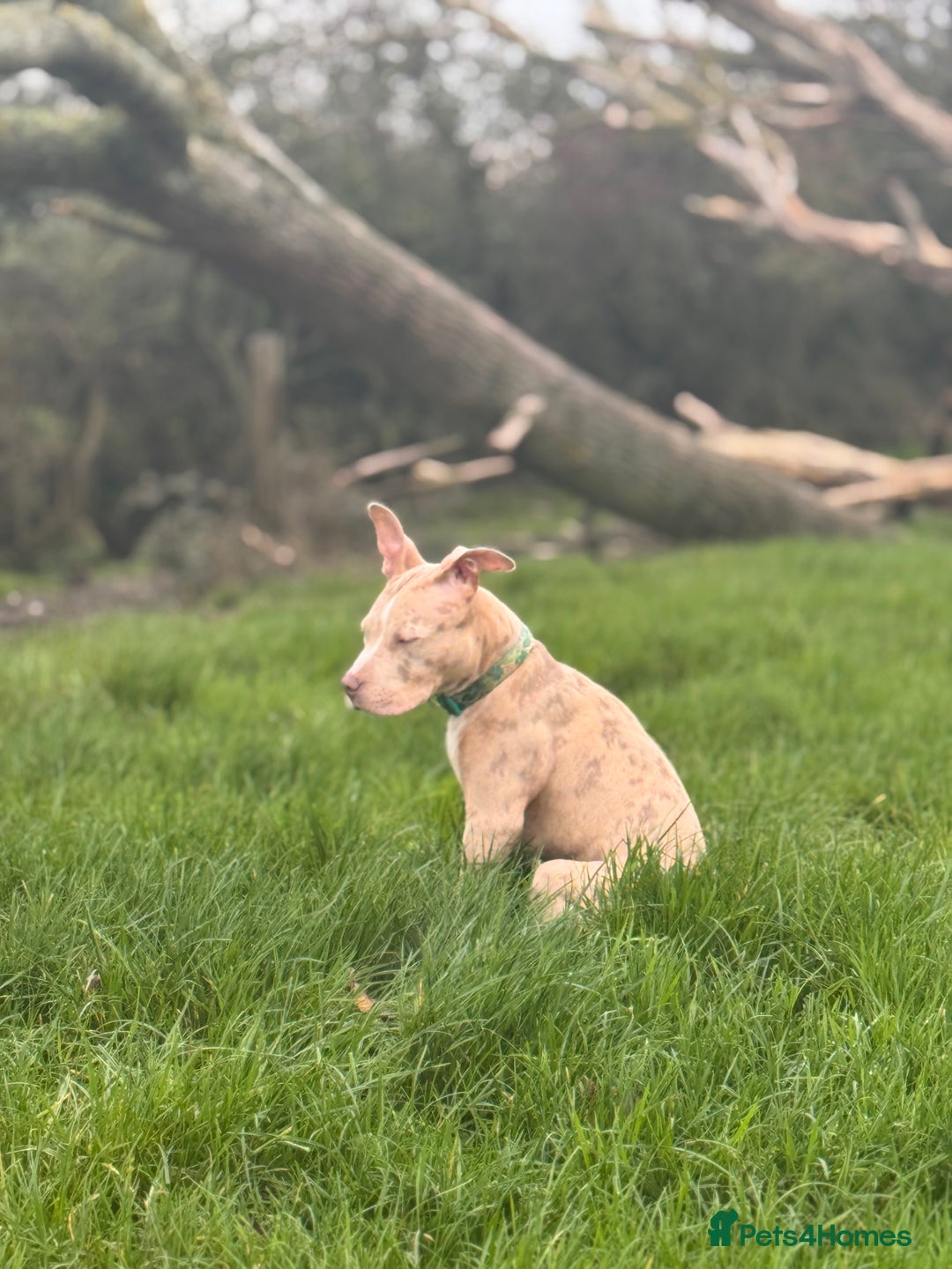 Mixed Breed dogs for sale: Sandy - Advert 5