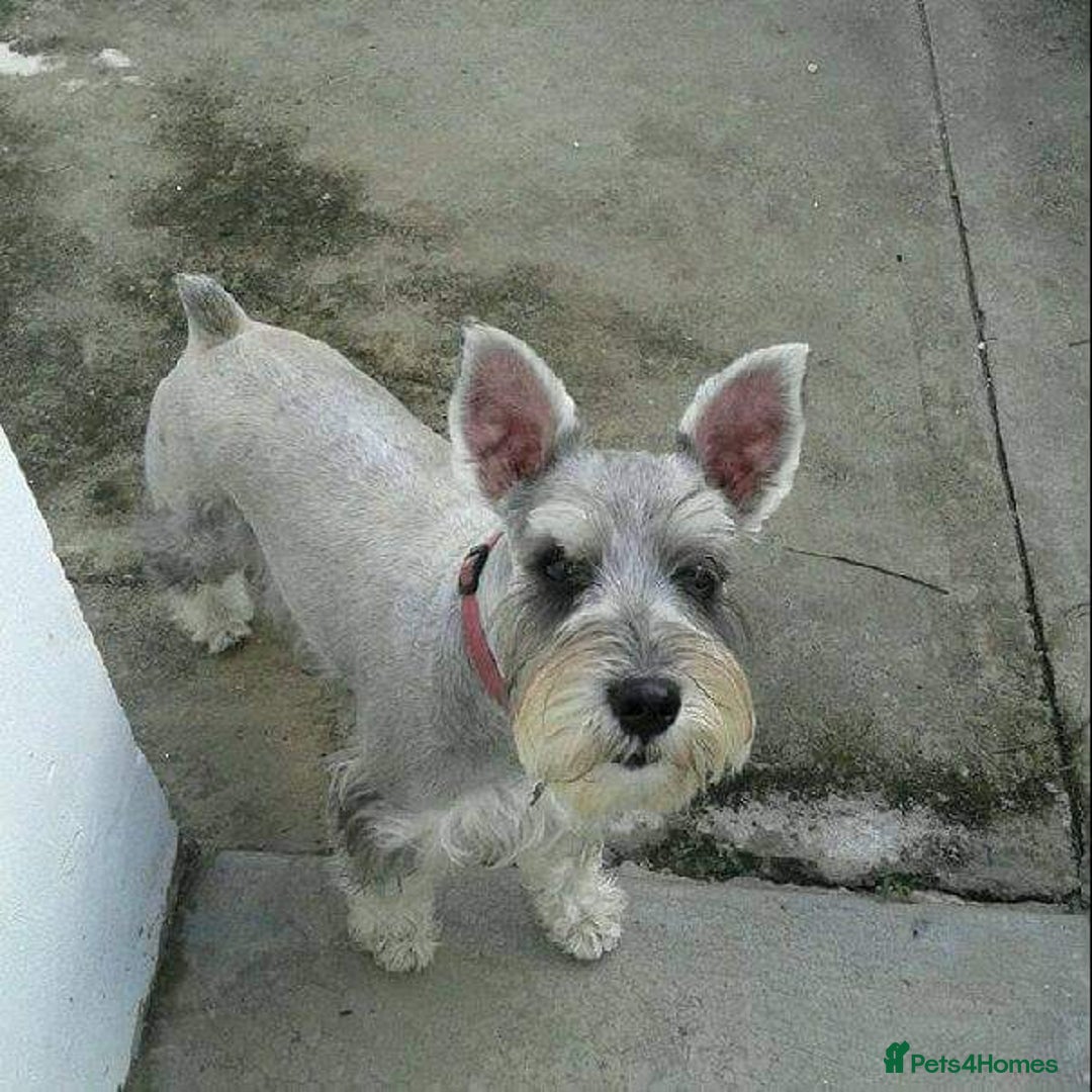 Schnauzer dogs for sale: TEST ADVERT, DO NOT ENGAGE - Advert 3