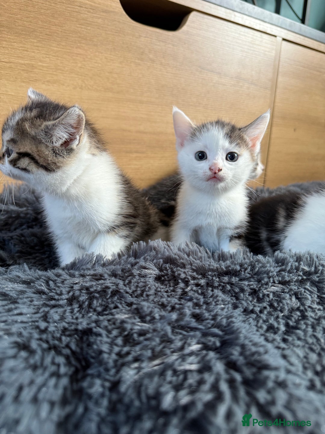Mixed Breed cats for sale: Mixed kitten - Image 4