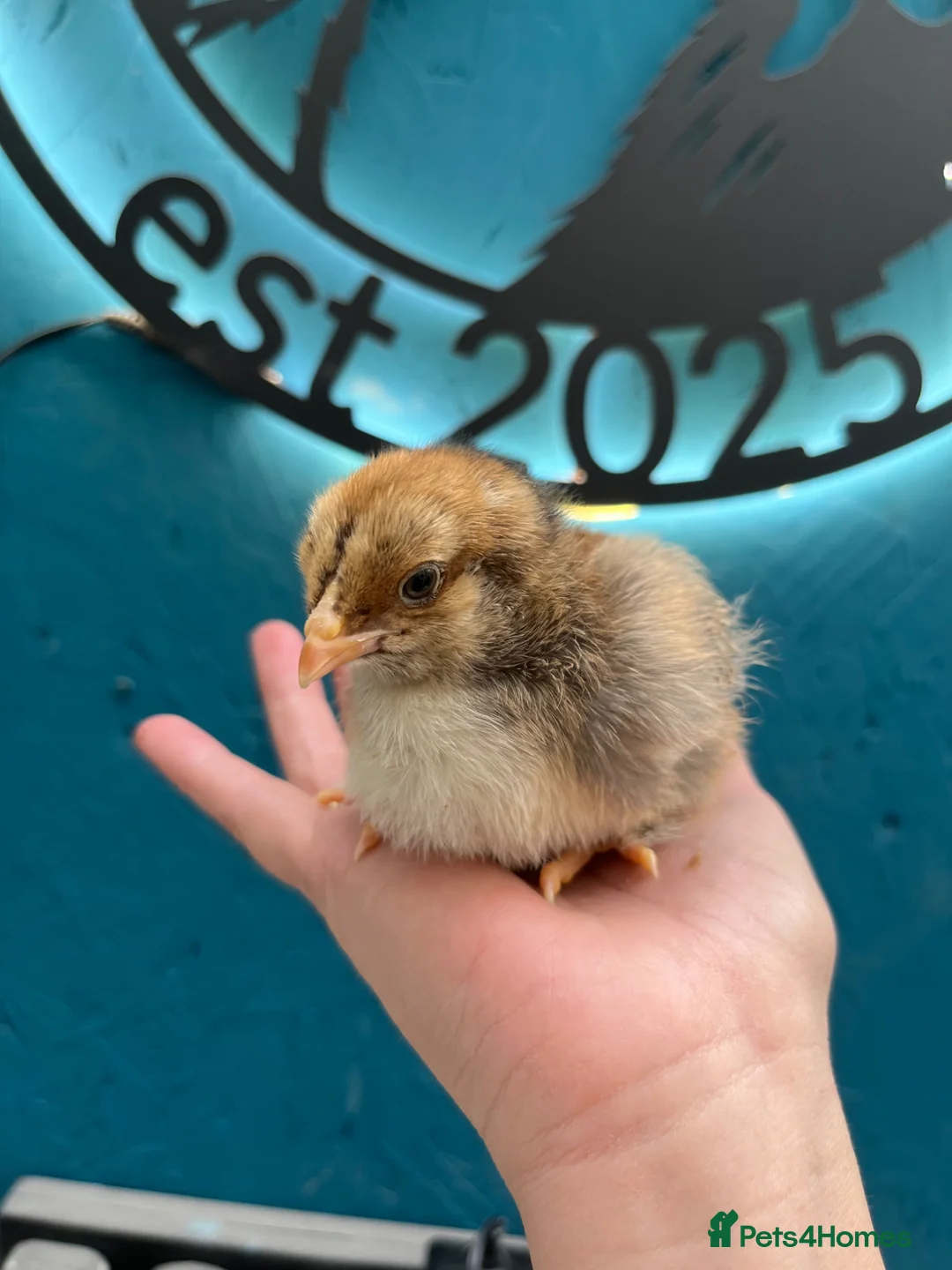 Mixed Breed poultry for sale: Chicks, turkeys, Brahma, silkie, cross, polish  - Advert 2