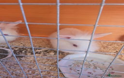 New Zealand rabbits for sale: New Zealand white cross lionhead  in Peterborough - Image 2