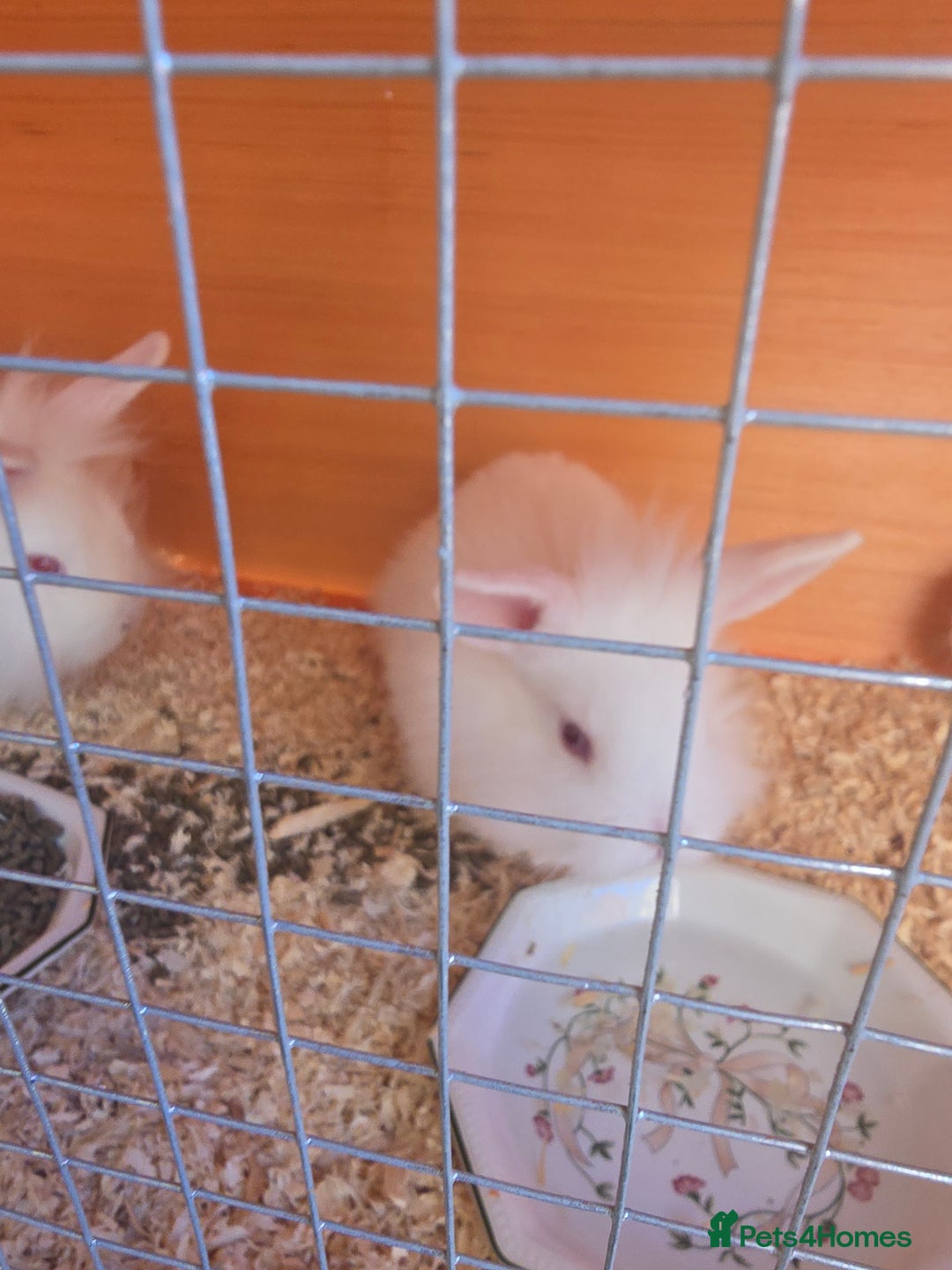 New Zealand rabbits for sale: New Zealand white cross lionhead  in Peterborough - Image 2