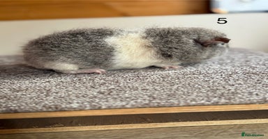 Guinea Pig rodents - Advert 6