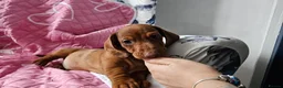 Dachshund dogs for sale: Ready Now ! KC Standard Dachshund puppies!  - Advert 5