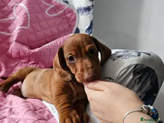 Dachshund dogs KC Standard Dachshund puppies Ready this weekend! - Advert 10