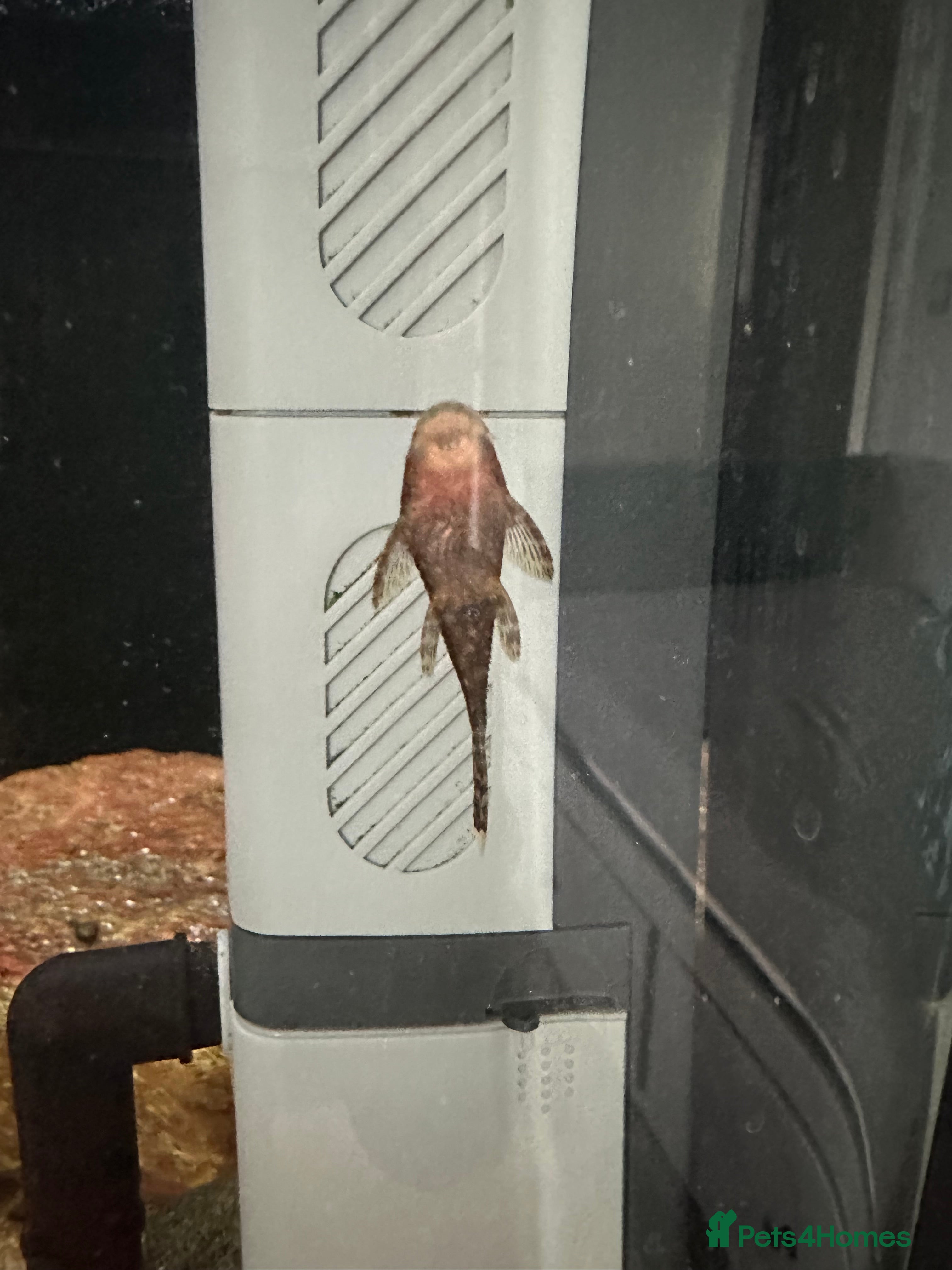 Plecos fish Britlenose pleco - Advert 15