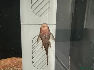 Plecos fish Britlenose pleco - Advert 2