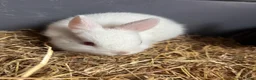 Netherland Dwarf rabbits for sale: Netherlands rabbits  in Hornsea - Advert 3