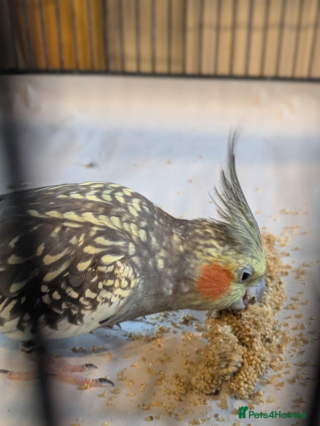 Cockatiels birds for sale: Pair of cockateils looking for a new home. - Image 4