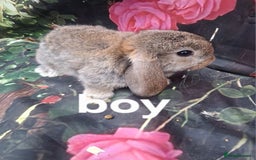 Mini Lop rabbits for sale: Mini lop baby rabbits - Image 6