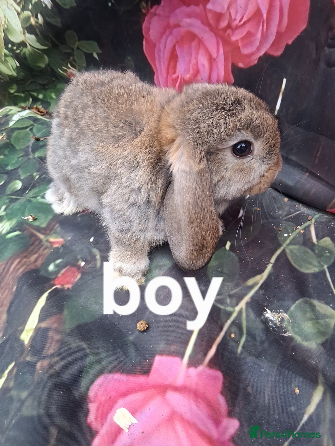Mini Lop rabbits for sale: Mini lop baby rabbits - Image 6