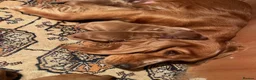 Cockapoo dogs for sale: 6 beautiful cockapoos  - Advert 7