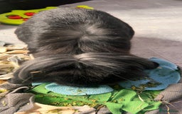 Mini Lion Lop rabbits for sale: 1 Year Old Neutered Male Mini Lionhead Rabbit  - Image 17