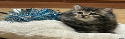Mixed Breed cats for sale: Beautiful long haired male tabby kitten  - Advert 6