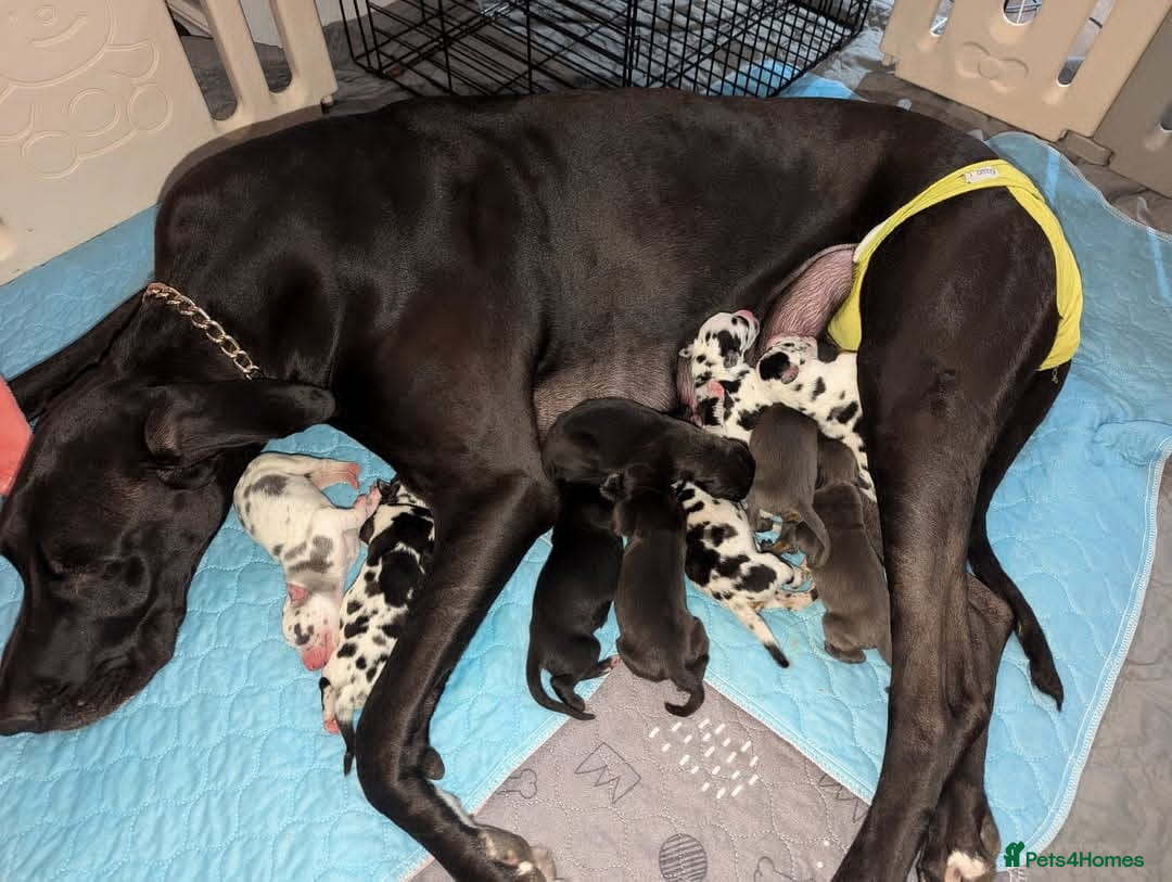 Great Dane dogs for sale: Fully DNA Tested & CLEAR Great Dane Pups - Image 10