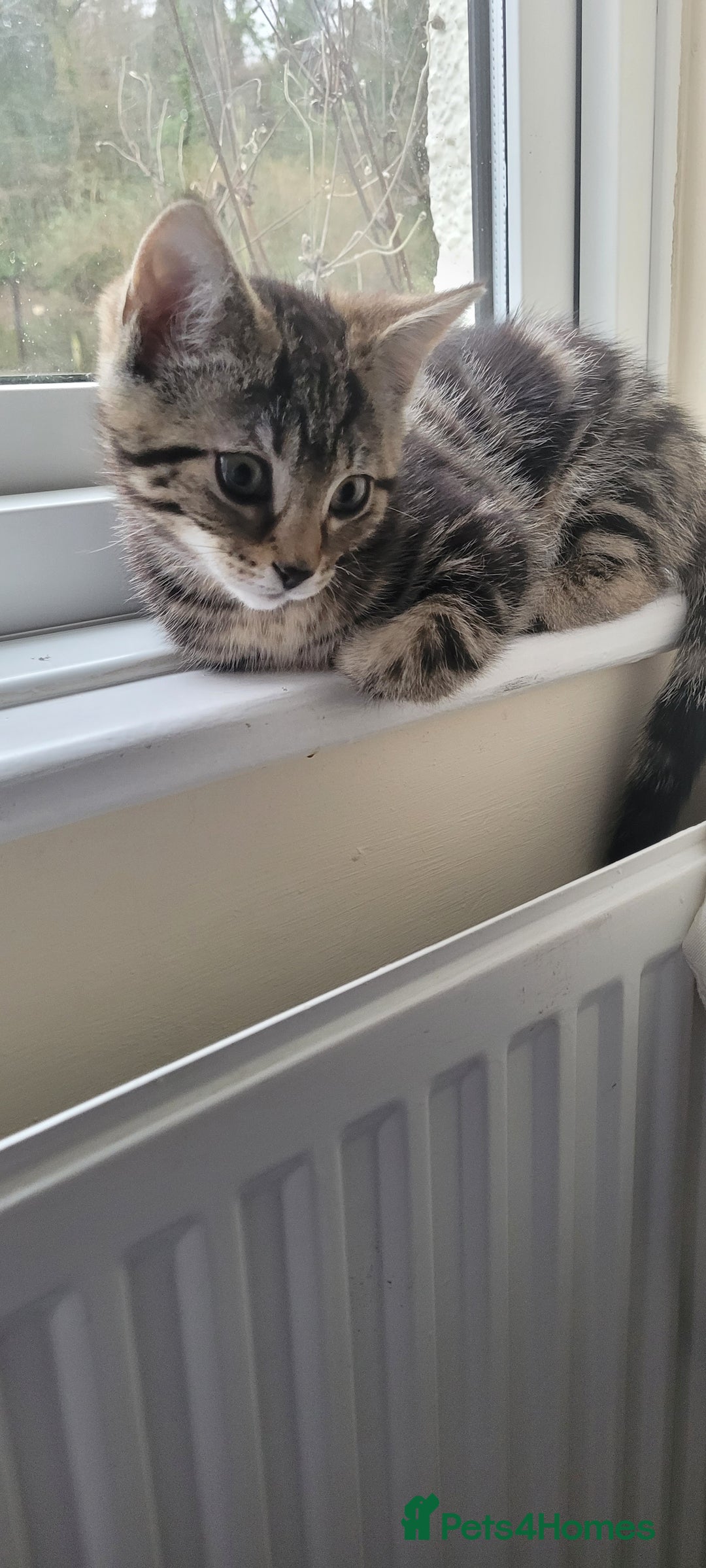 Domestic Shorthair cats for sale: Boy and girl adorable playful kittenns - Advert 4