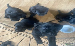 Labrador Retriever dogs for sale: 10 Beautiful black Labrador puppies - Image 19