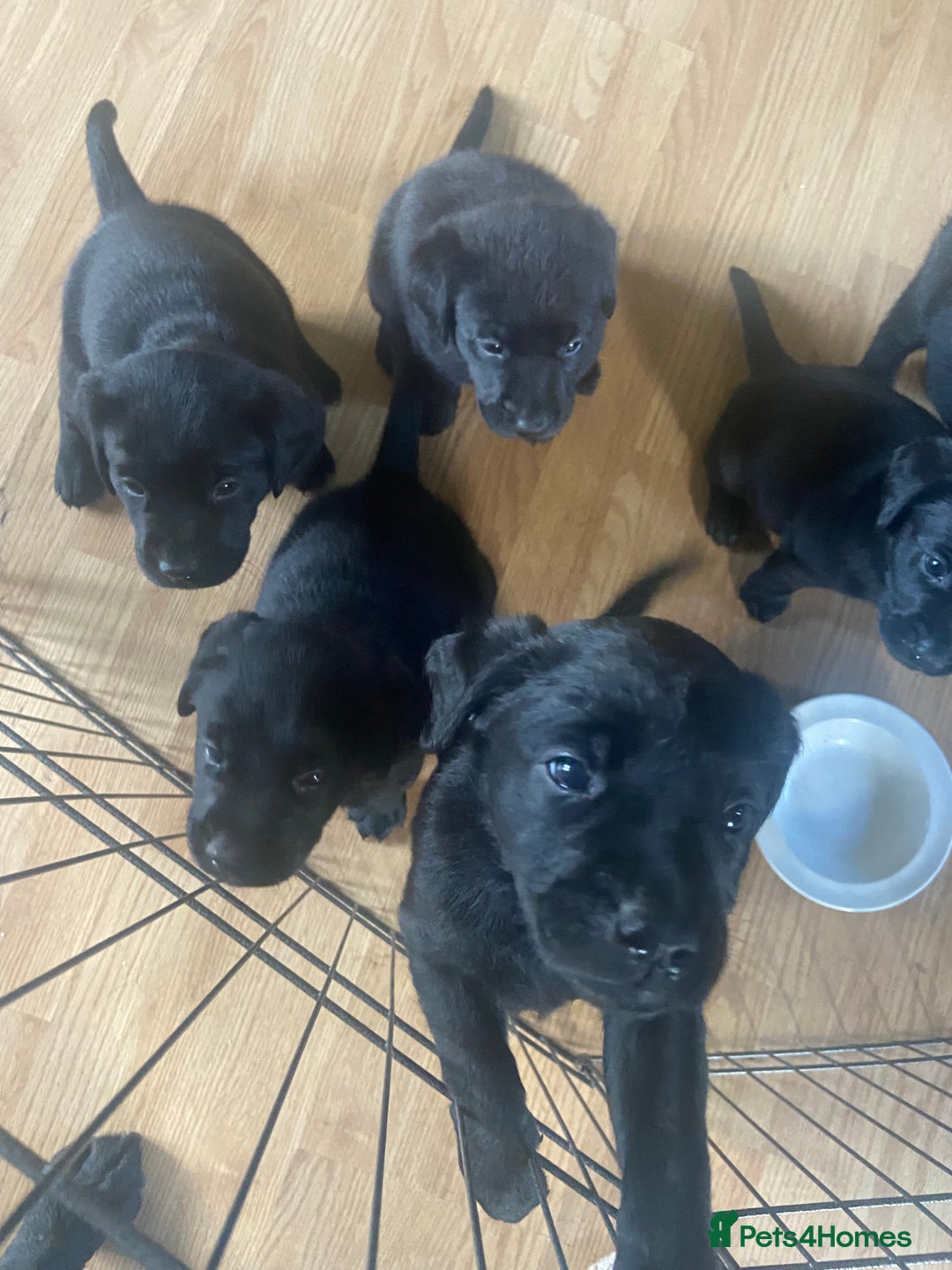 Labrador Retriever dogs for sale: 10 Beautiful black Labrador puppies - Image 19