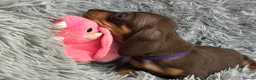 Miniature Dachshund dogs for sale: KC reg, PRA Clear Beautiful Natured Pups - Advert 23