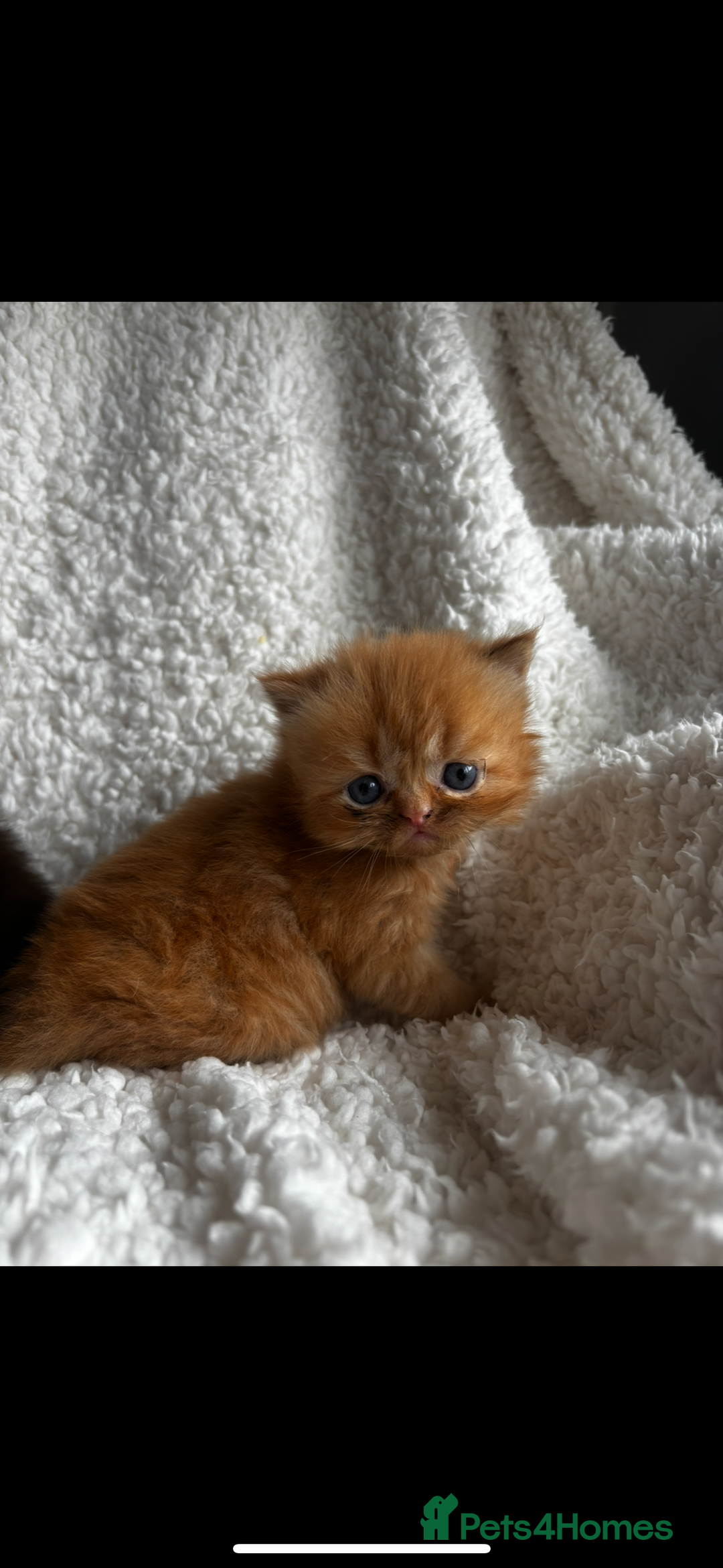 Persian cats for sale: Pure Persian Kittens - Image 2