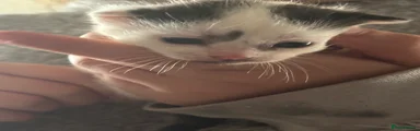 Spot