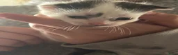 Mixed Breed cats for sale: Munchkin x kittens  - Advert 14