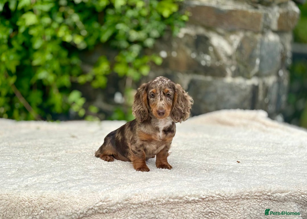 Miniature Dachshund dogs for sale: Long Haired Miniature Dachshunds - READY NOW!! - Image 8